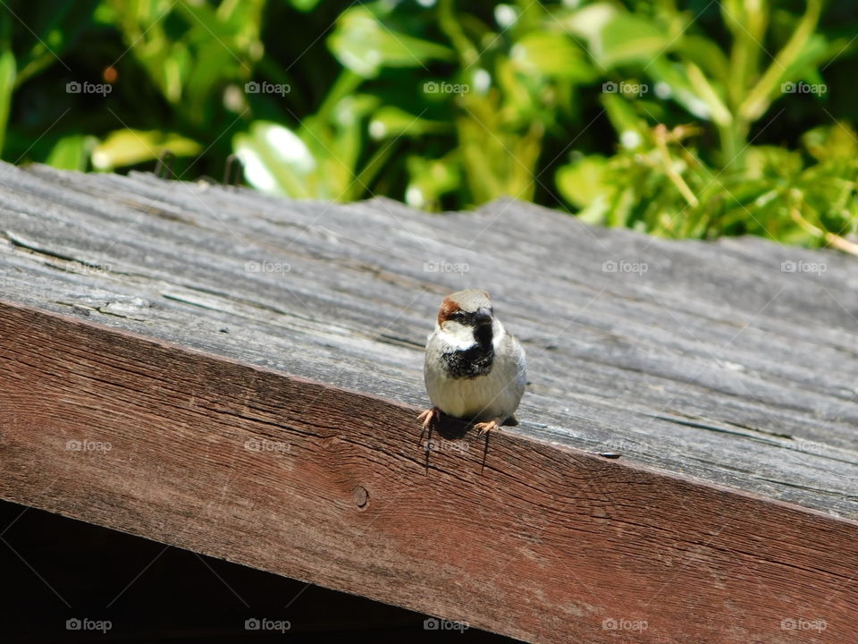 Sparrow chilling in the sun