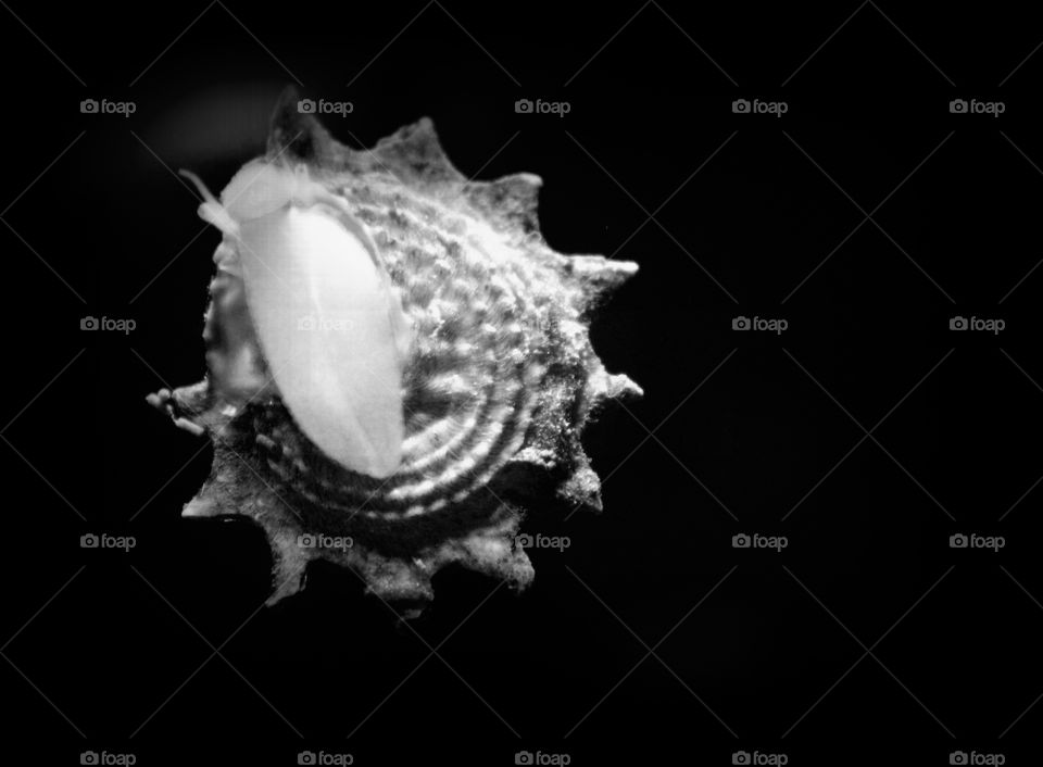 This is a black and white picture of a snail on the side of an aquarium at the Newport Aquarium in Kentucky.