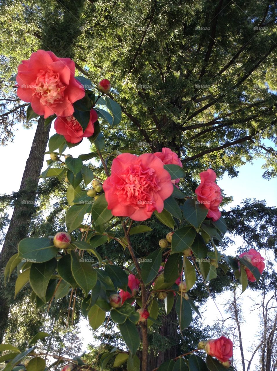 Camellia 