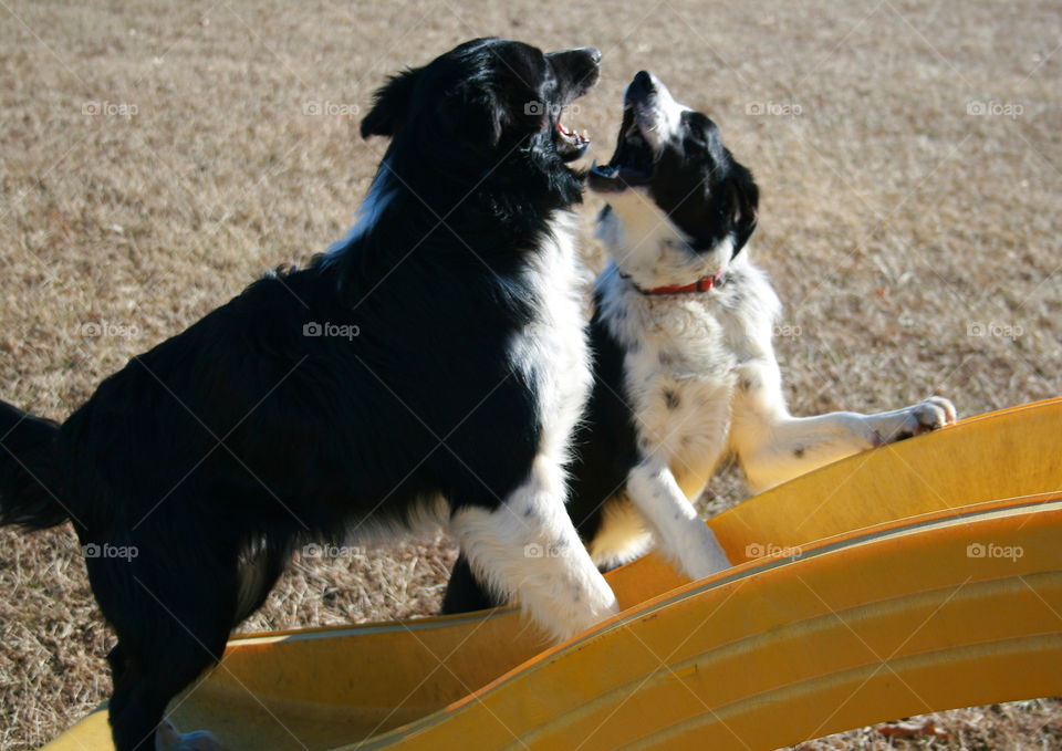 Dog Talk. Border Collie Dogs Playing 