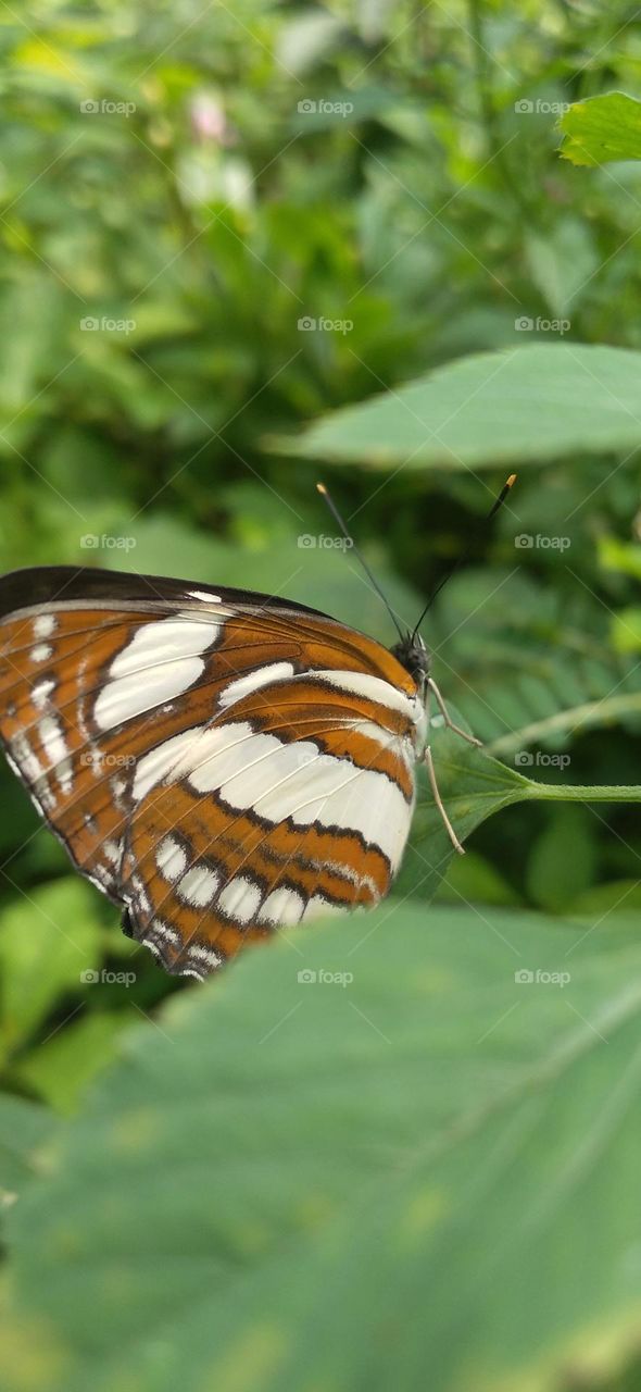 This type of butterfly has a dark brown wing base color with a row of spots that line up to form a ribbon.