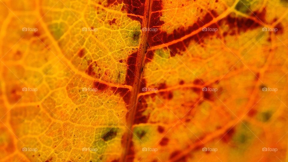 Colourful leaf