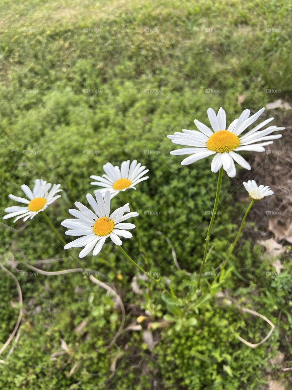 Daisies 