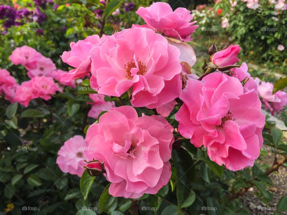 Beautiful pink roses in the garden