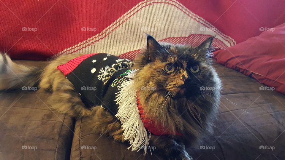 cat wearing a Christmas sweater
