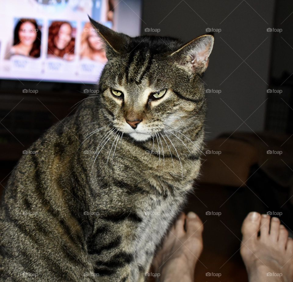 Relaxing with the cat while watching TV