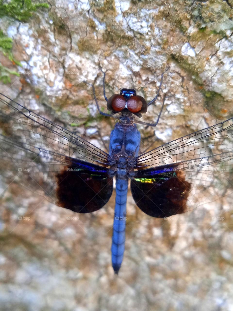Blue dragonfly on the tree trunk.