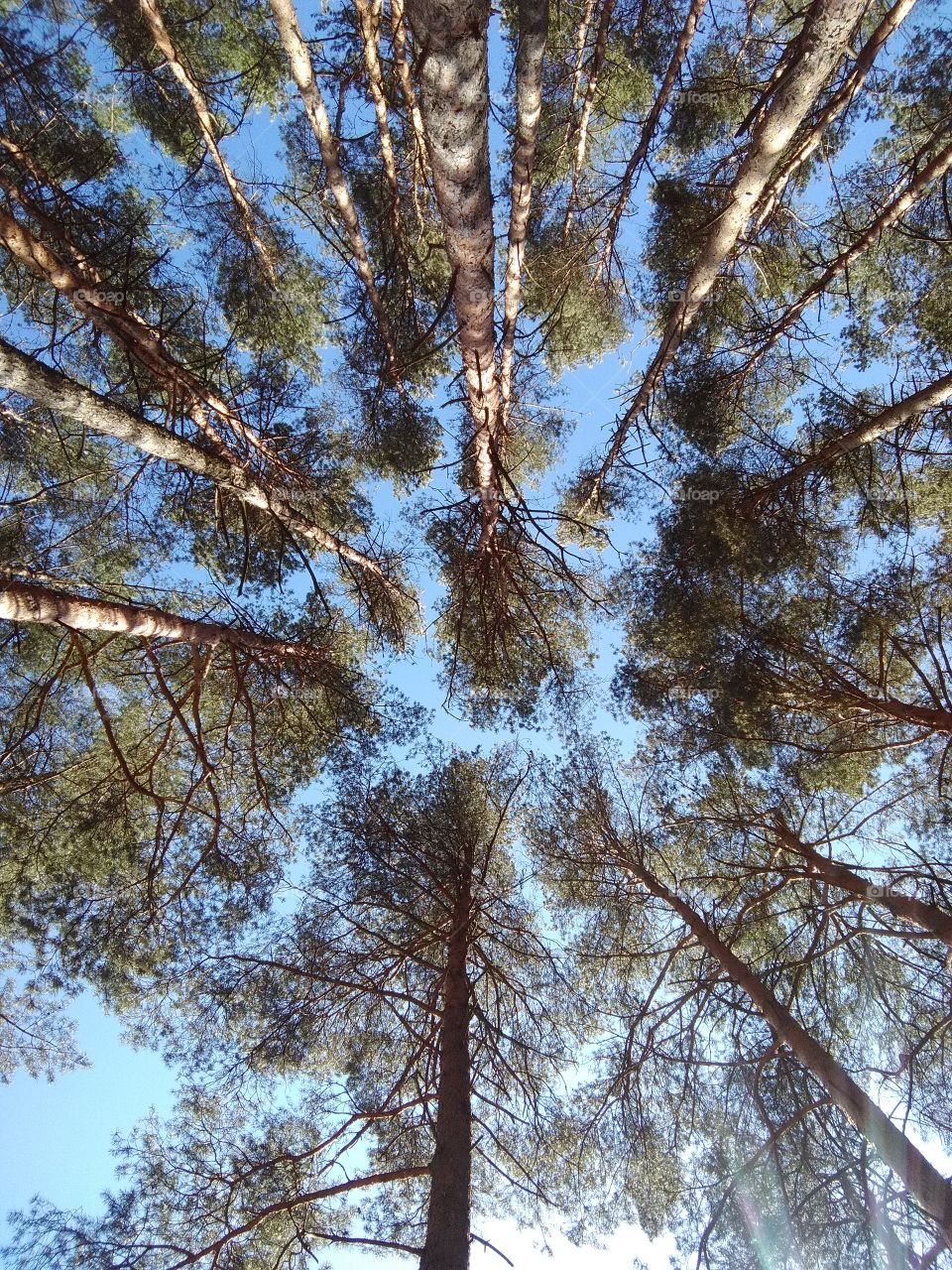 forest pine trees beautiful landscape blue sky background