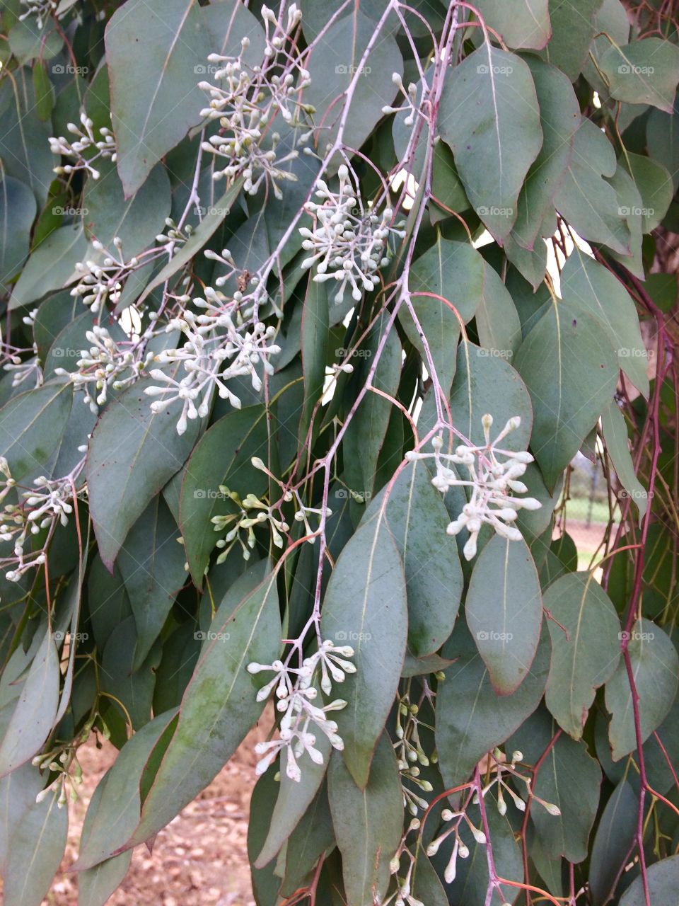 Eucalyptus buds