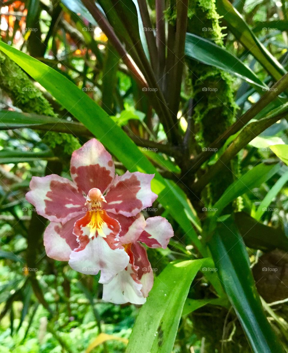 Orchids at Hawaii Tropical Botanical Garden