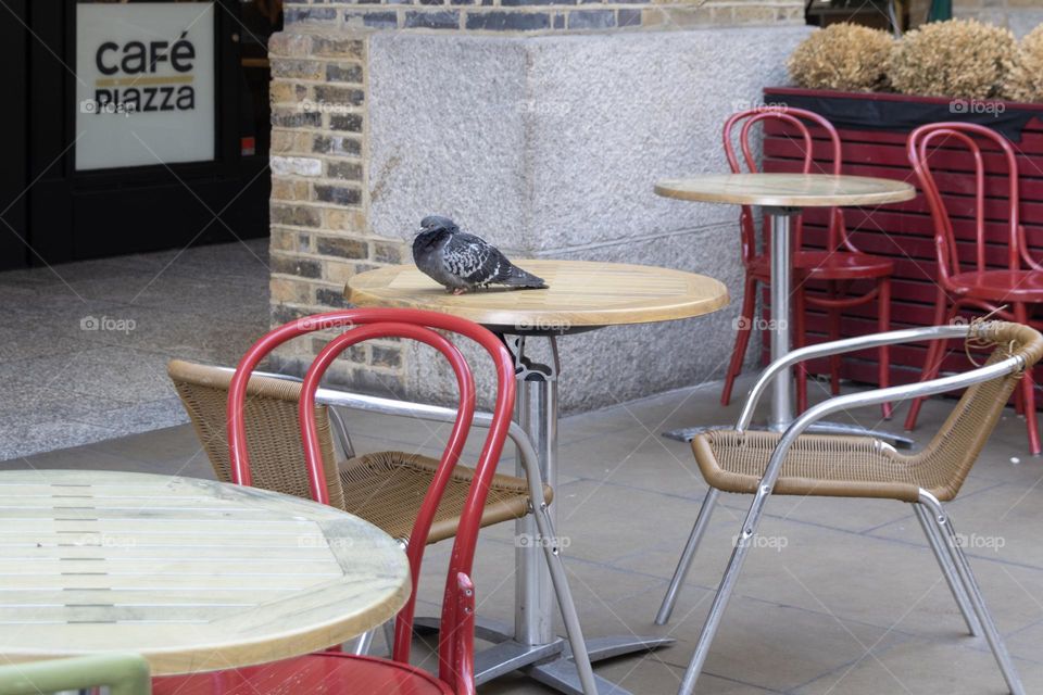 Dove on a table in cafe