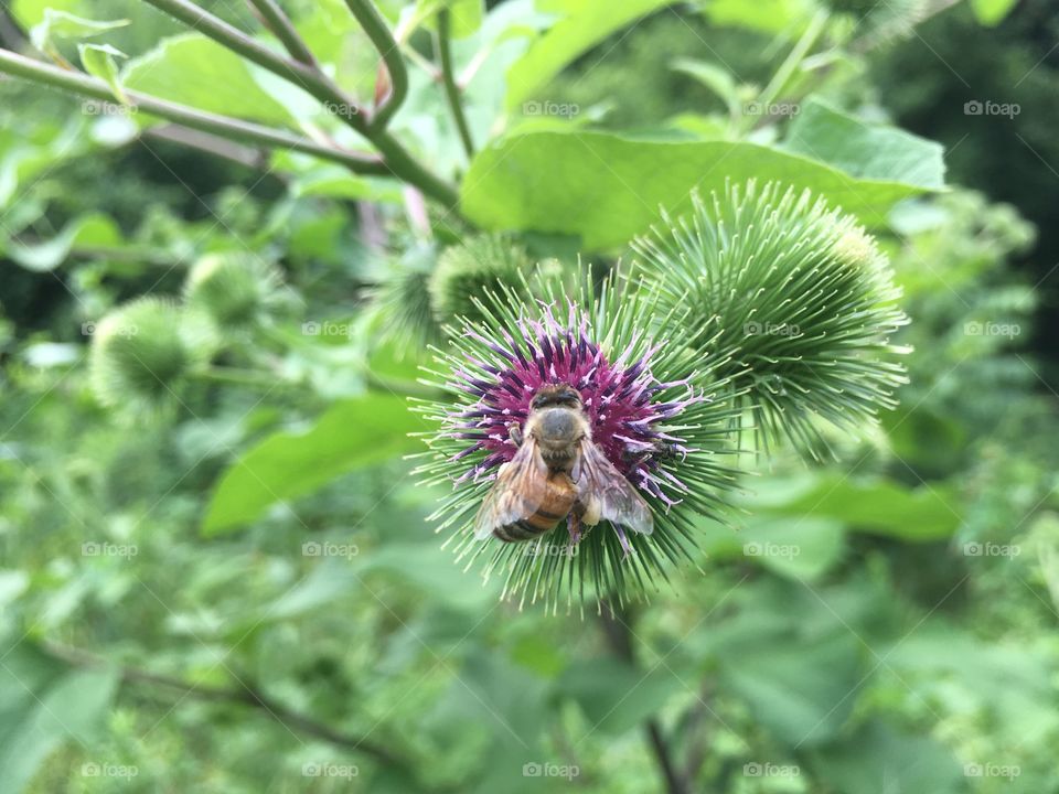 Bee on thistle