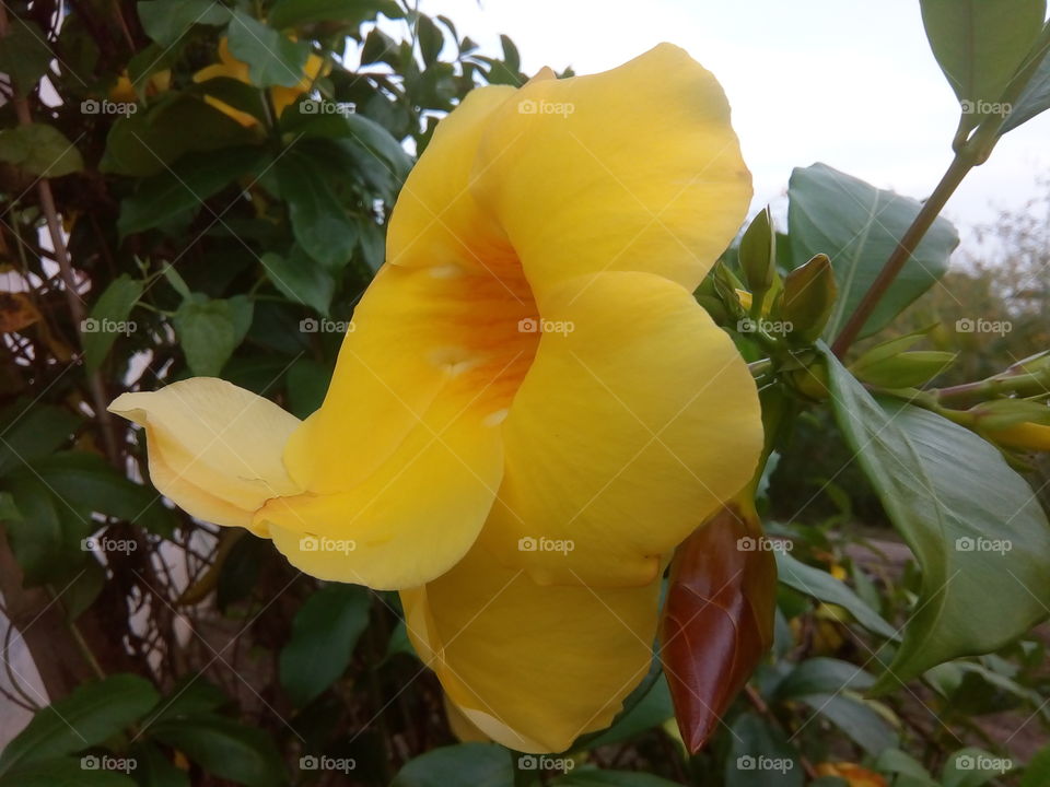 flower 2017/09/28 
028 
#আমার_চোখে #আমার_গ্রাম #nature #flower #eukaryota #plantae #angiosperms #eudicots