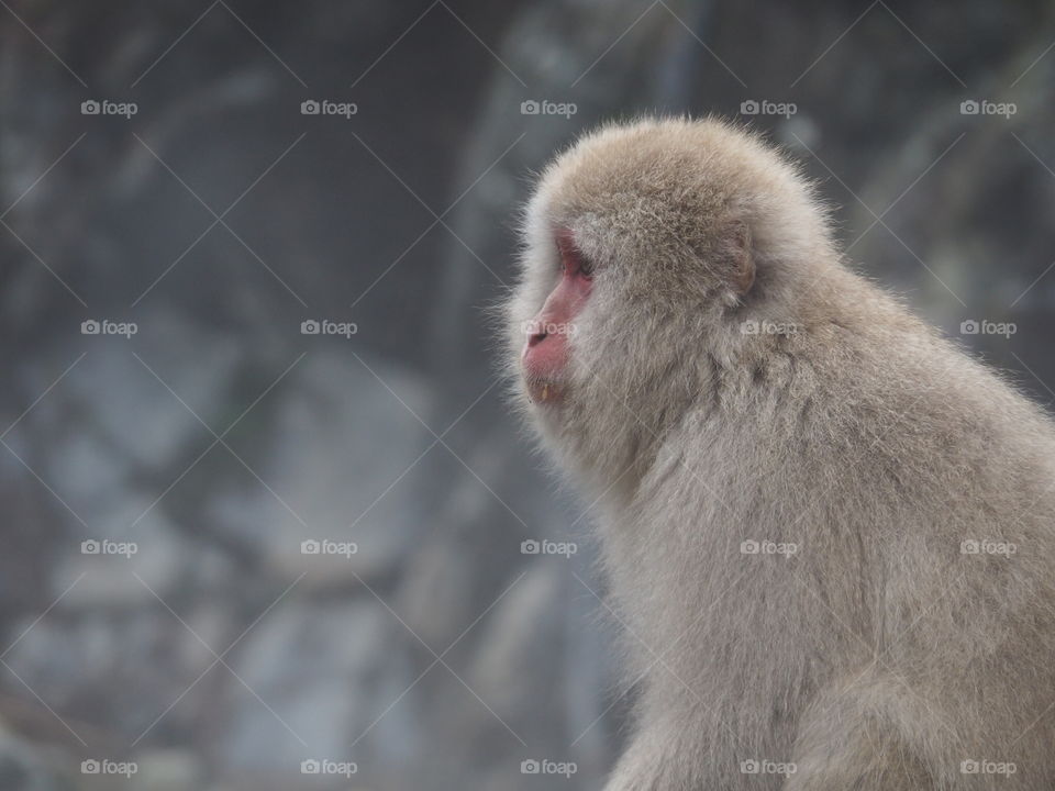 Snow monkey