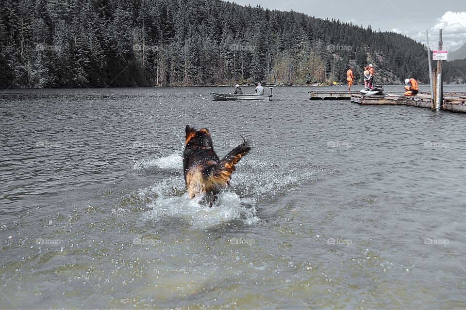 Dog play  in the lake. Dog splashing and playing in lake trying to retrieve a sick that sank