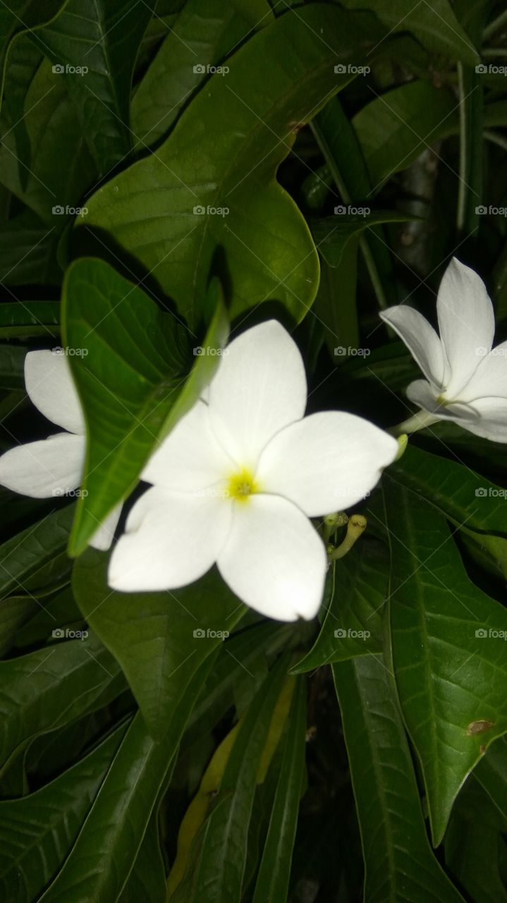 rainy drops with greenish leafs and white flowers