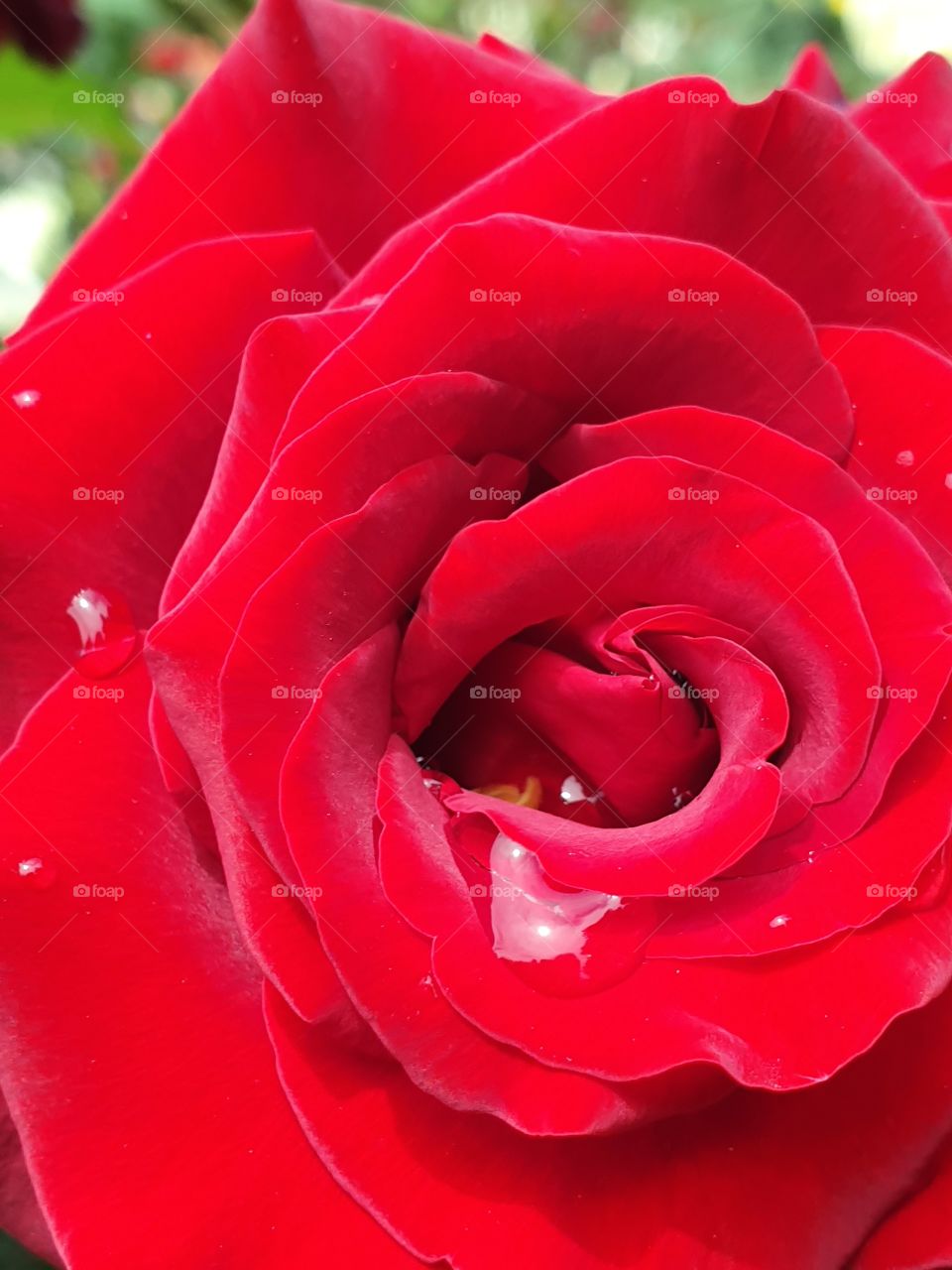 velvet red rose closeup with rain drops