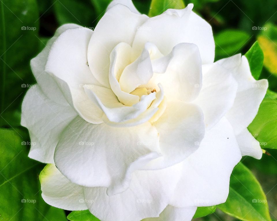 High angle view of white flower