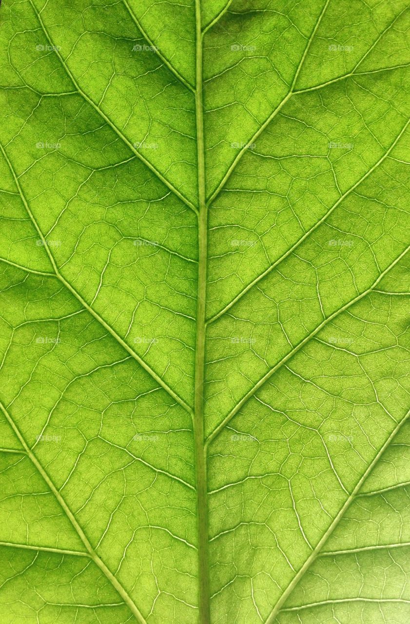 Veins of leaf 