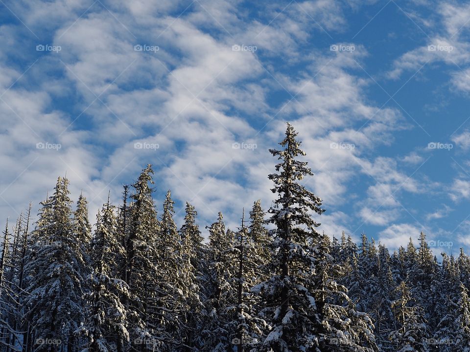 Tall snow covered Douglas Fir trees in golden light contrast against a rich blue sky with patterned clouds on a beautiful winter evening.