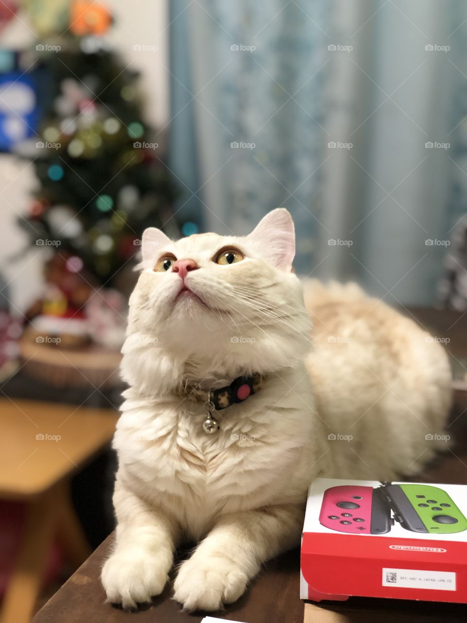 holiday cat