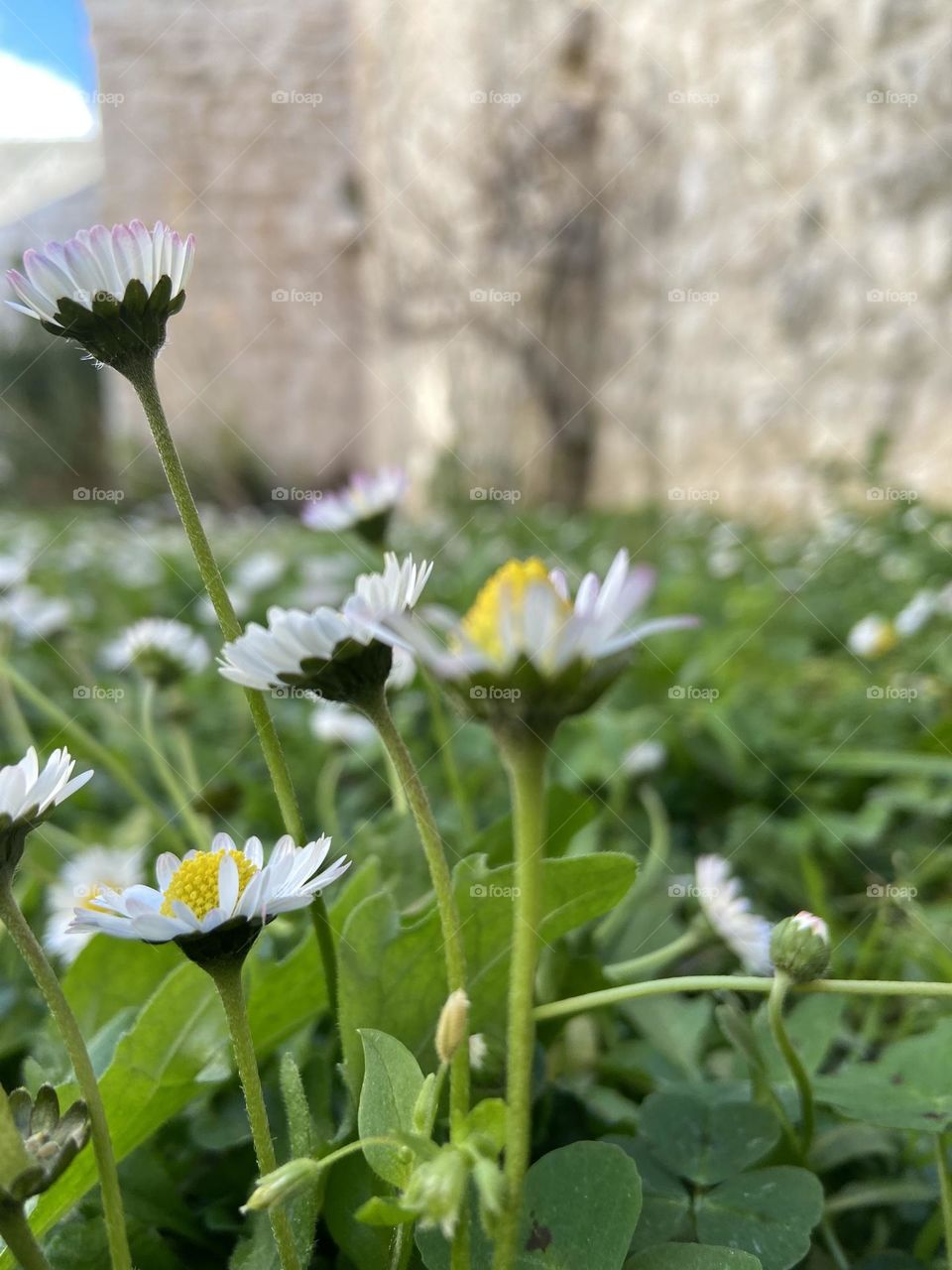 White and yellow wildflowers blossoming in spring in a quiet garden within the stone walls of the ancient city of Dubrovnik, Croatia.