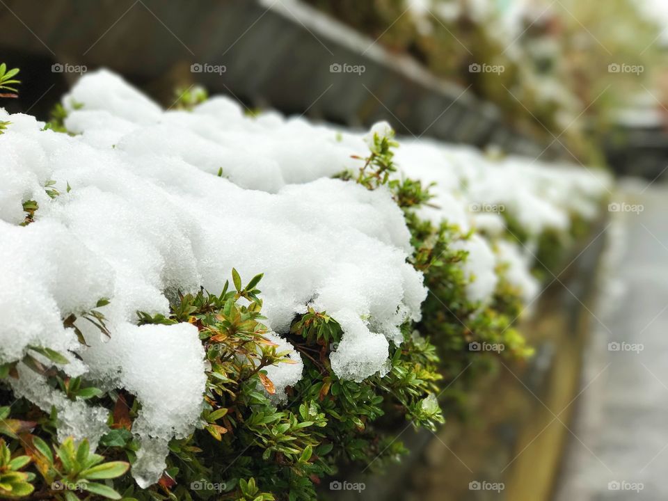 Close-up of frost on plant