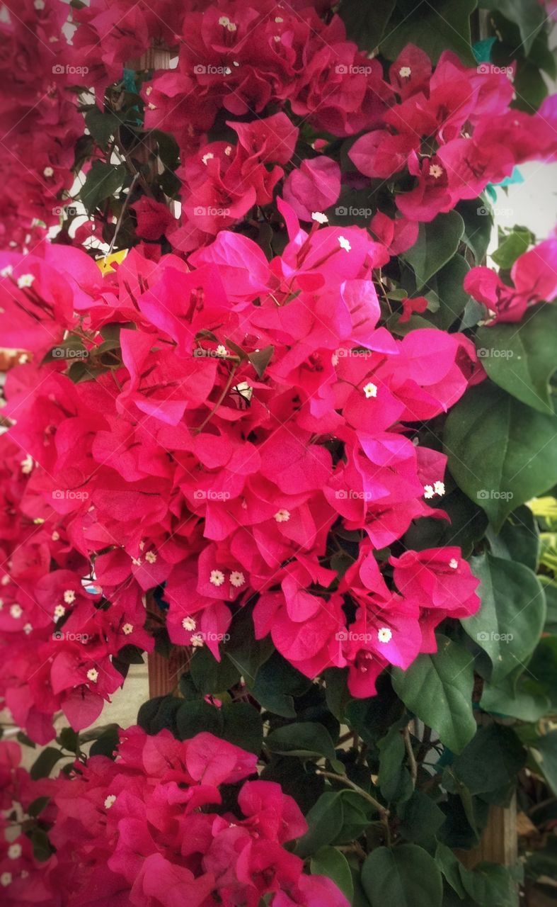 Red Bougainville in full bloom...