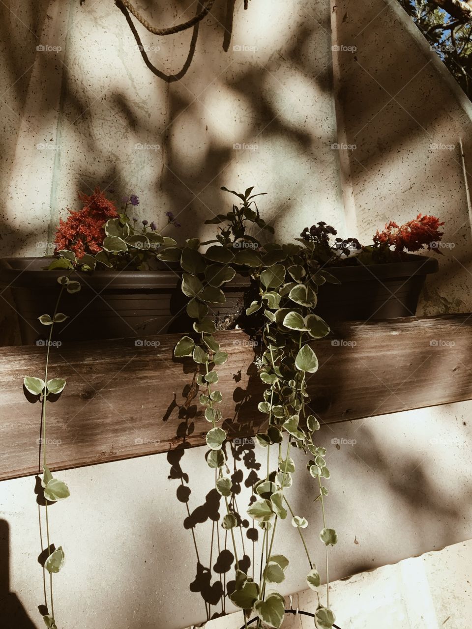 vines of the shadows