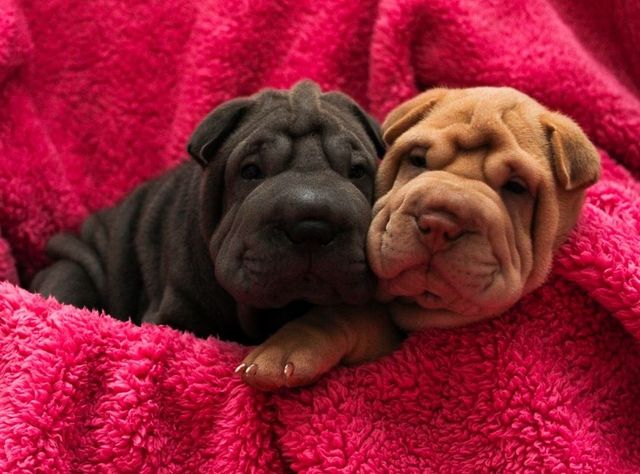 Sharpei Puppies 