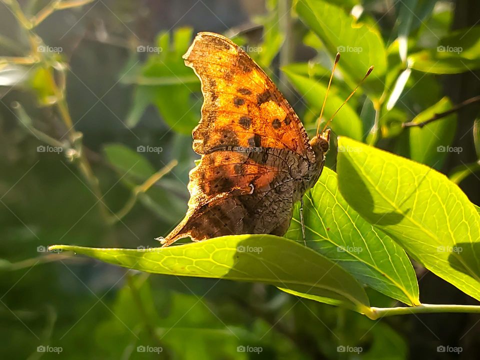 The question mark butterfly beautifully illuminated by the golden hues of sunset sunlight.