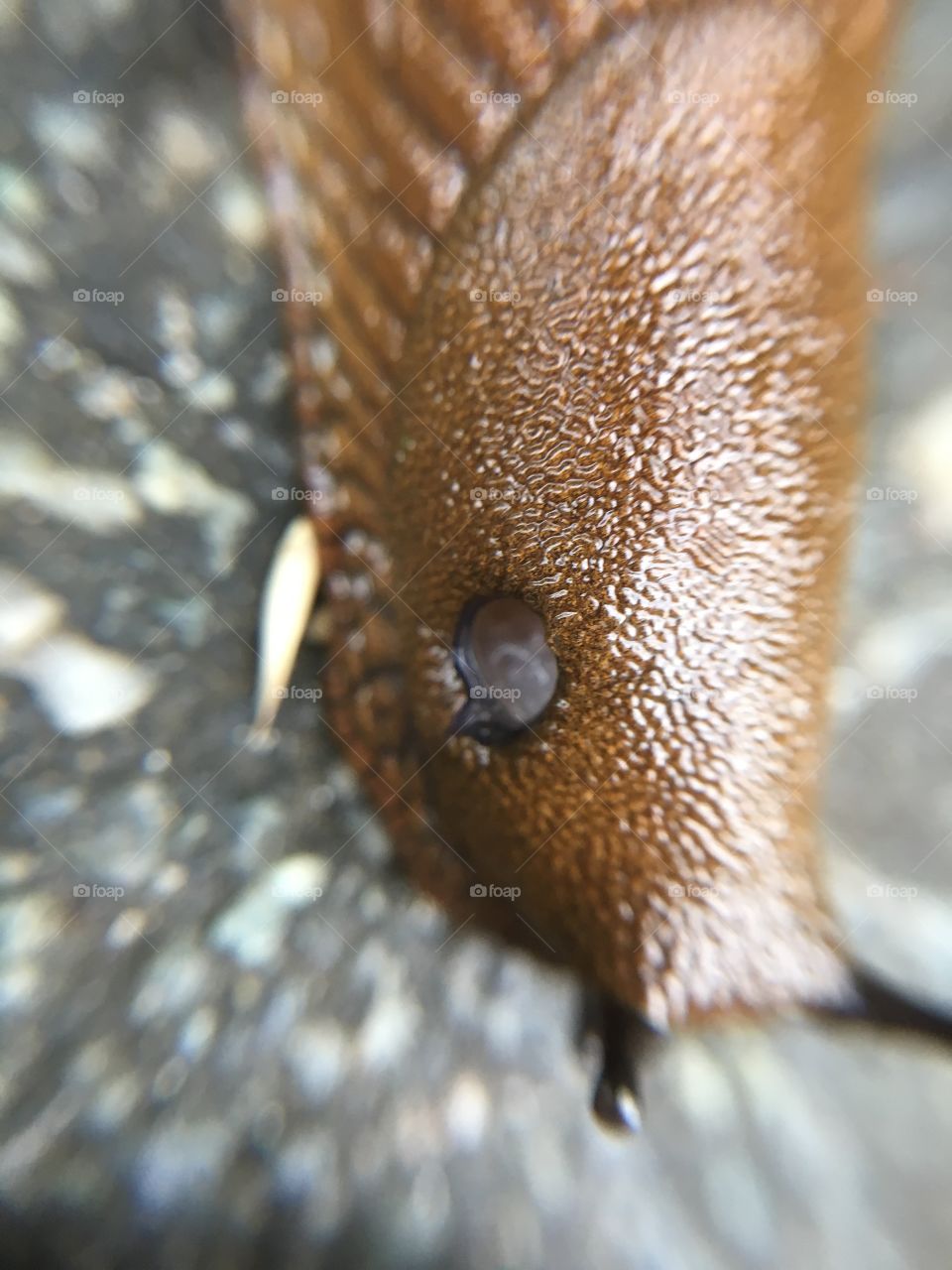 Naked slug with...  something?