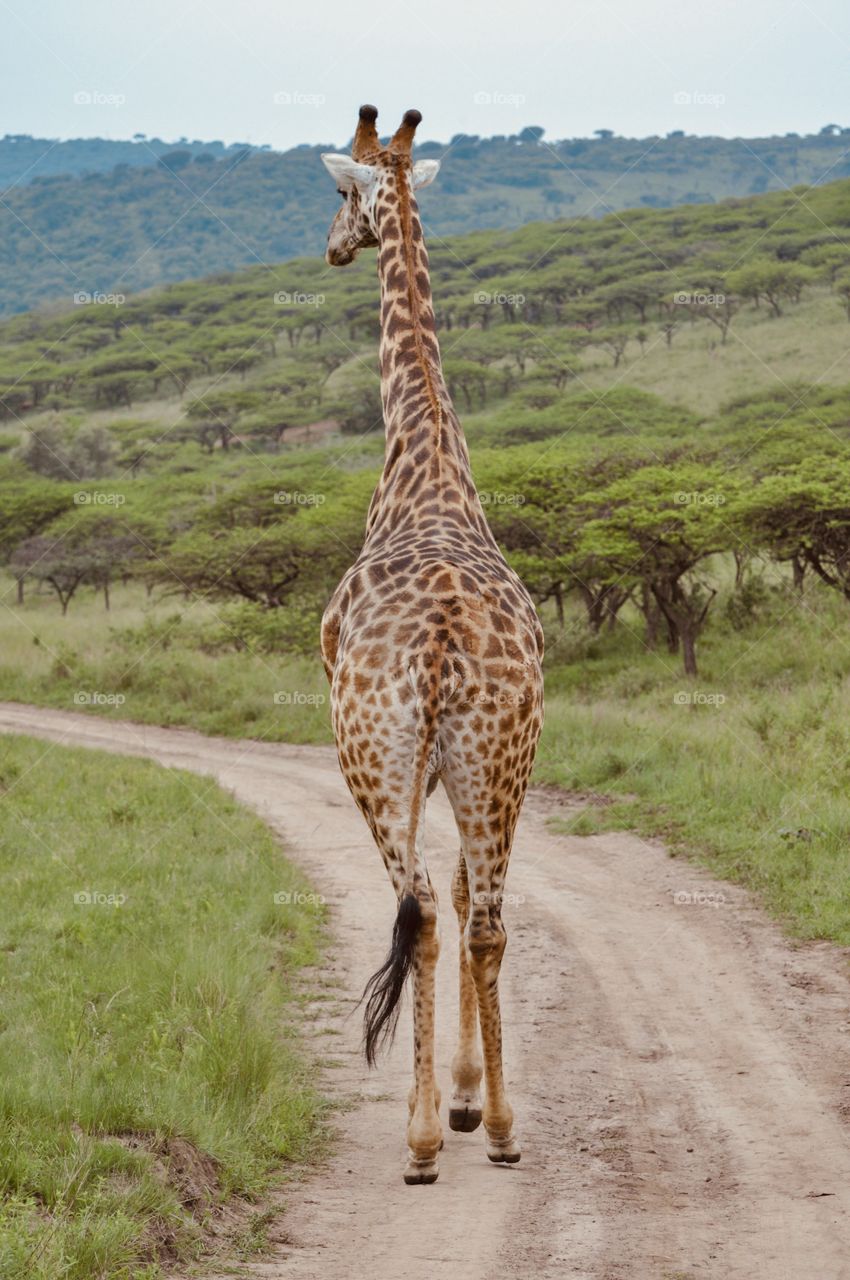 Enormous giraffe in South Africa walking away on the road after passing our safari truck so close we could have touched him. He was so beautiful as he sauntered on by.  