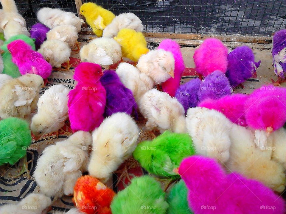 anak ayam warna pelangi