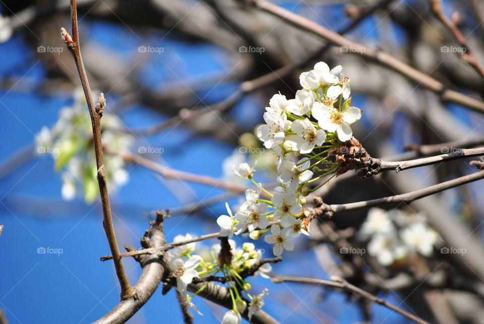 Bunch of spring flowers