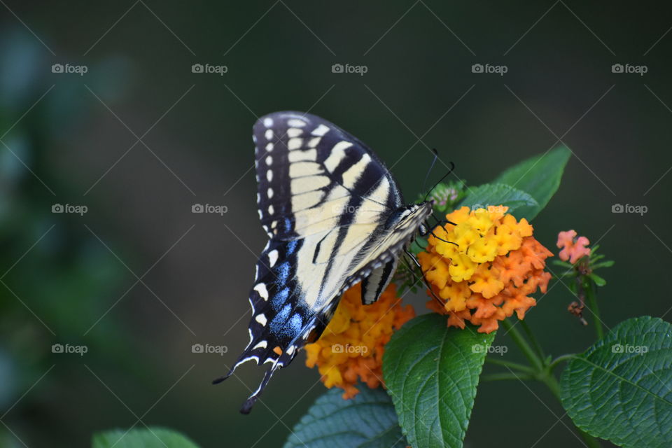 Blue butterfly on orange flower