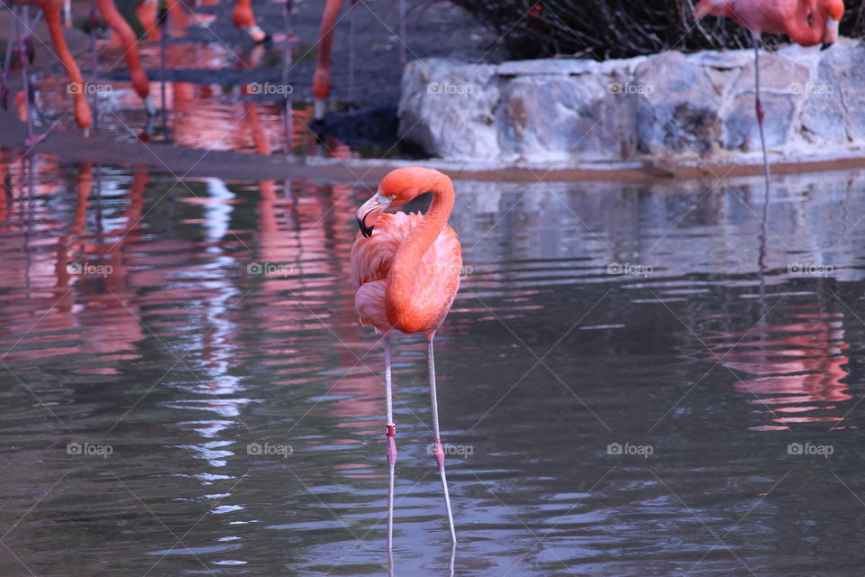 Close-up of pink flamingo in lake