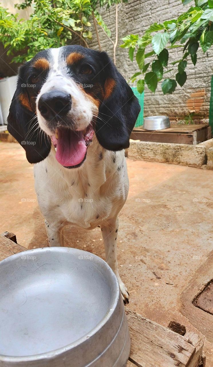 This cute little dog waiting for someone to serve her meal. Pet is the best thing in the world!