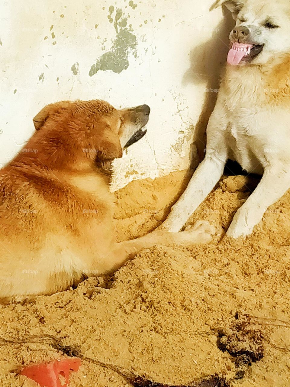 dog Haha, I will stick out my tongue for you