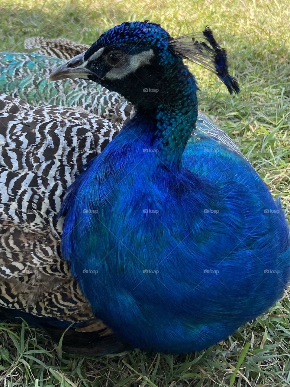 Blue peacock 