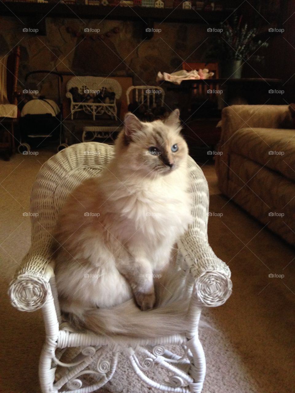 Ragdoll cat wicker chair