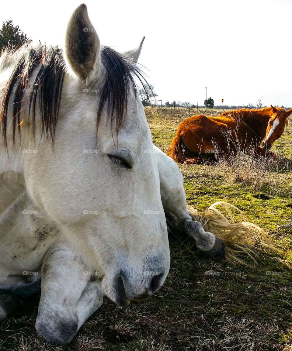 A gray horse and a sorrel horse sleeping near each other in a pasture