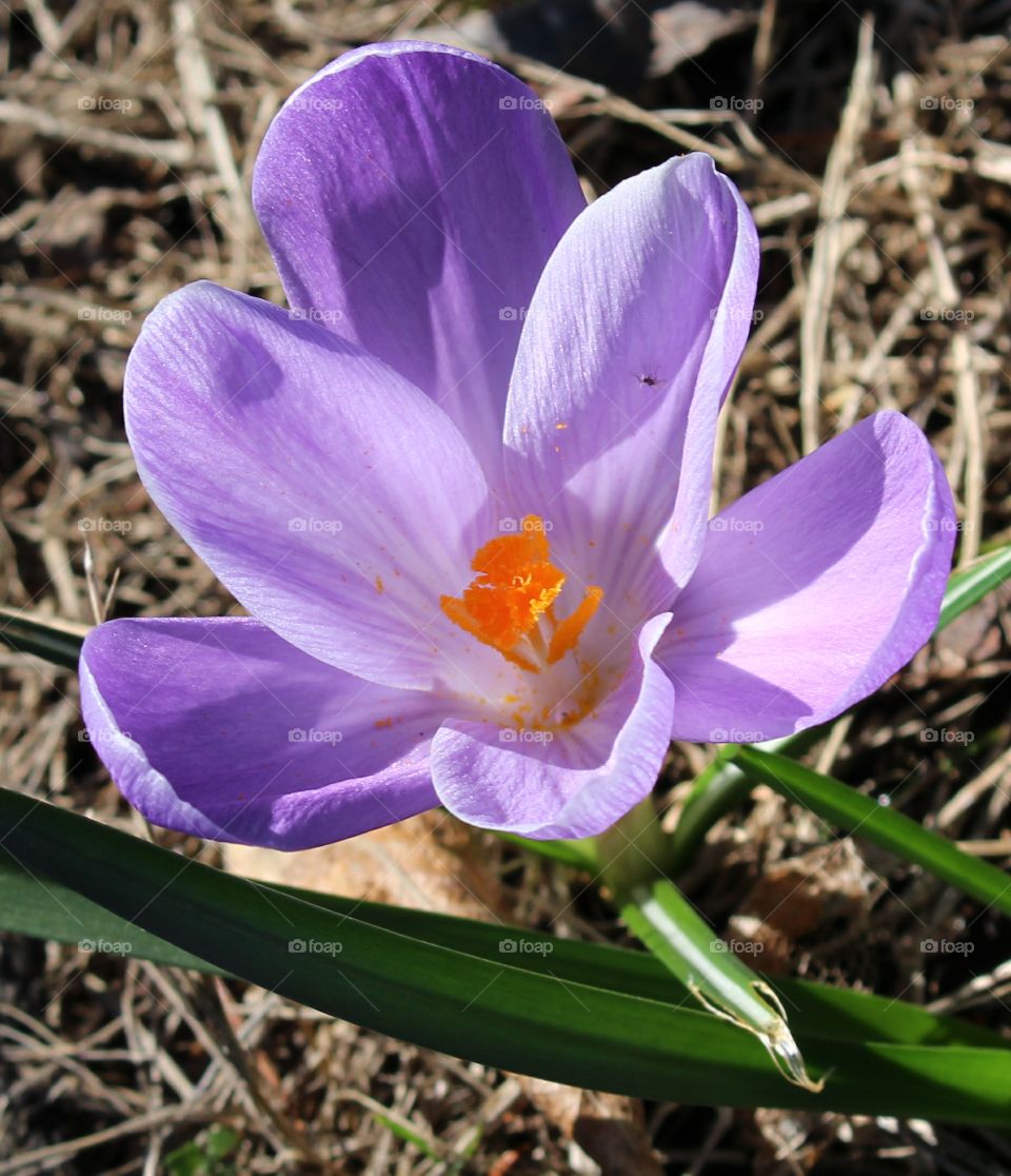 lavendar crocus