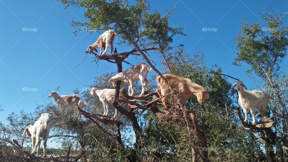 group of goats on argania tree.