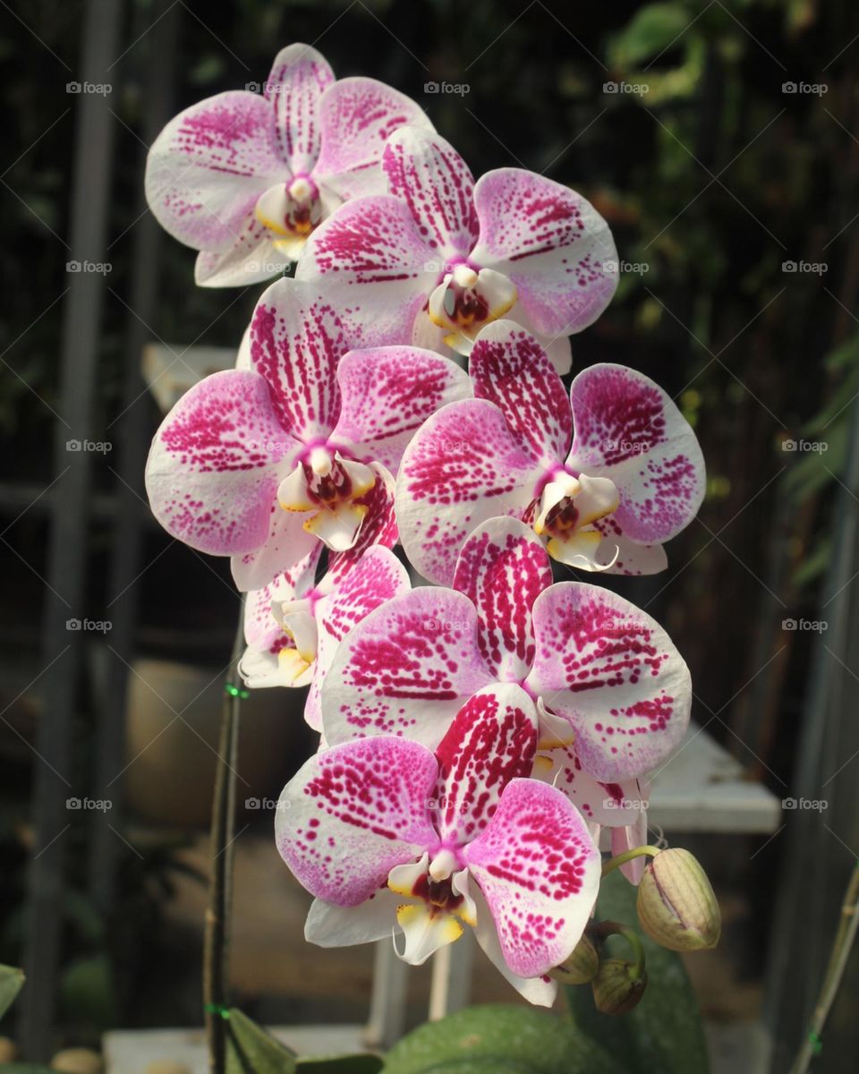 orchid flowers with beautiful colors