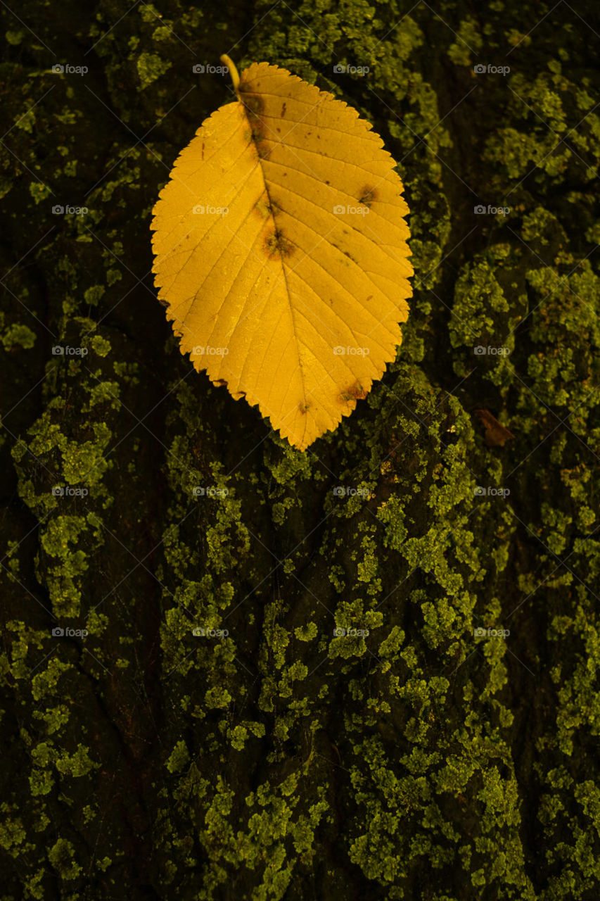 Leaf 3.