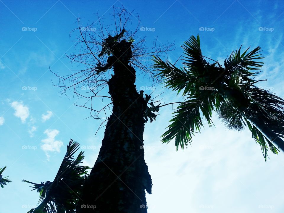 nature's. black tree