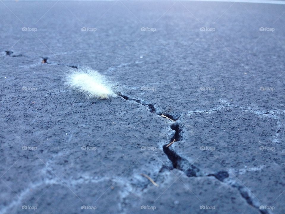Fuzzy caterpillar on the road