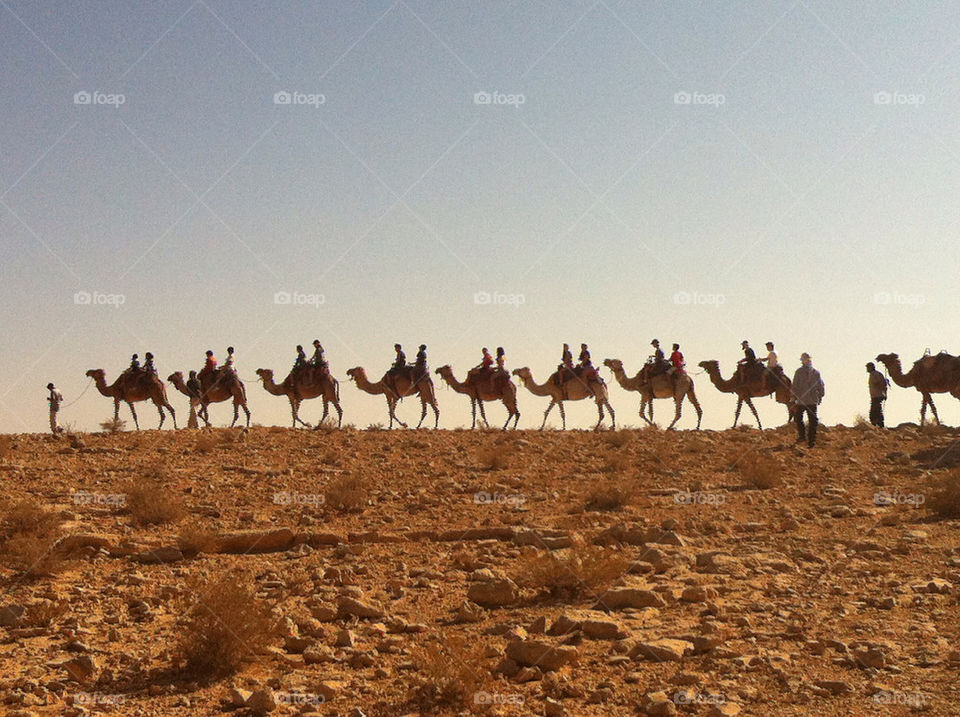 desert animals no camels by omrix