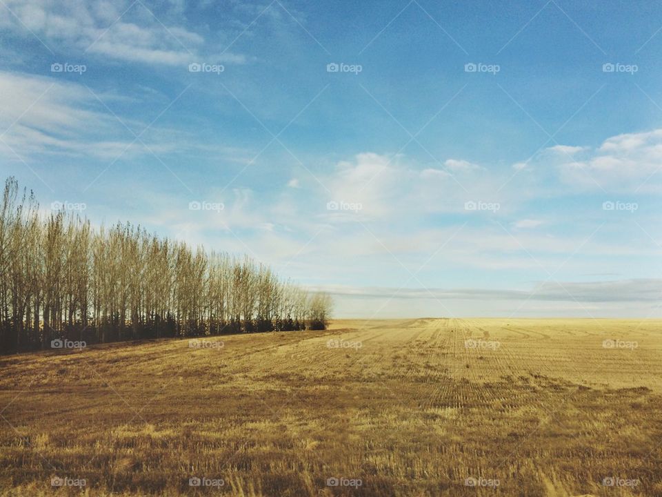 Tree Line